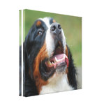 Berner Sennenhund Dog Canvas Print