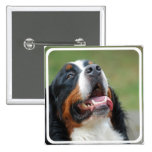 Berner Sennenhund Dog Pin