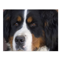 Berner Sennenhund Postcard