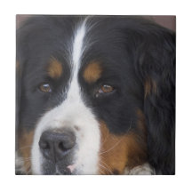 Berner Sennenhund Tile