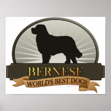 Bernese Affiche