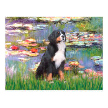 Bernese - Lilies 2 Postcard