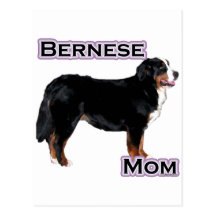 Bernese Mom 4 Post Card