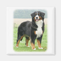 Bernese Mountain Dog 9Y066D-133 Fridge Magnets