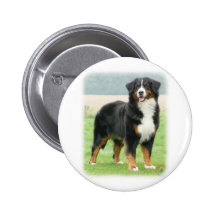 Bernese Mountain Dog 9Y066D-133 Pinback Buttons