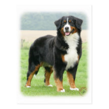 Bernese Mountain Dog 9Y066D-133 Post Cards
