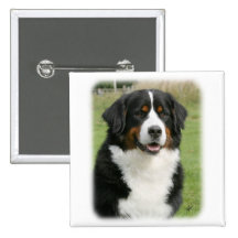 Bernese Mountain Dog 9Y236D-106 Buttons