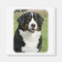 Bernese Mountain Dog 9Y236D-106 Magnet