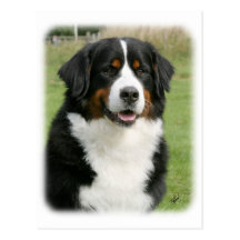 Bernese Mountain Dog 9Y236D-106 Post Cards