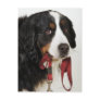Bernese Mountain Dog (Berner Sennenhund) with Postcard
