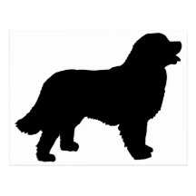 Bernese Mountain Dog (black silhouette) Post Card