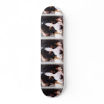 Bernese Mountain Dog Breed on Skateboard