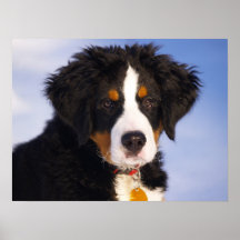 Bernese Mountain Dog - Cute Puppy Photo Print