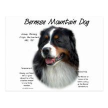 Bernese Mountain Dog History Design Post Cards