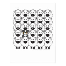 Bernese Mountain Dog in the Sheep Postcards