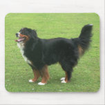 Bernese Mountain Dog Mousemat