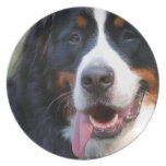 Bernese Mountain Dog  Plate plates