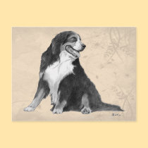 bernese mountain dog postcards