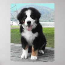Bernese Mountain Dog Poster