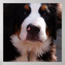 Bernese Mountain Dog Print
