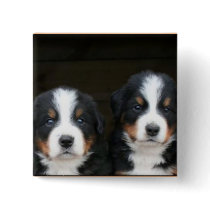 Bernese mountain dog puppies button