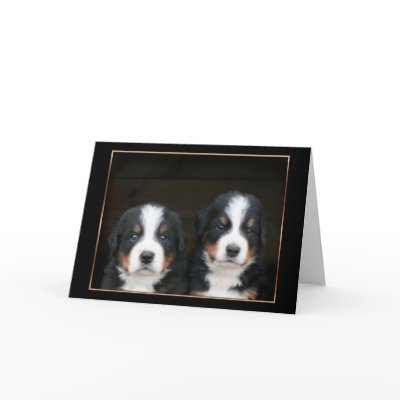 Bernese mountain dog puppies greeting card by ritmoboxer
