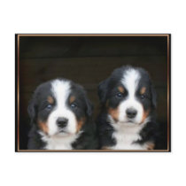 Bernese mountain dog puppies postcard