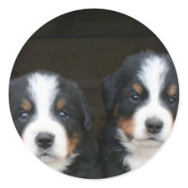 Bernese mountain dog puppies stickers