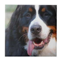 Bernese Mountain Dog  Tile