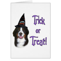 Bernese Mountain Dog Trick