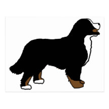Bernese Mountain Dog Triclolor Post Cards