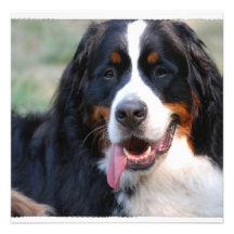 Bernese Mountain Dog with Big Tongue Invitations