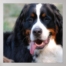 Bernese Mountain Dog with Big Tongue Poster