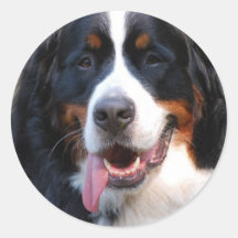 Bernese Mountain Dog with Big Tongue Sticker