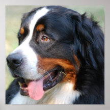 Bernese Mountain Puppy Poster