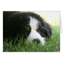 Bernese Puppy Card