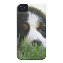Bernese Puppy Case-Mate iPhone 4 Cases