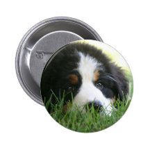 Bernese Puppy Pinback Buttons