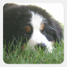Bernese Puppy Sticker