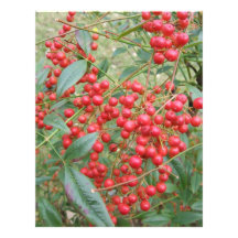 Berries on Nandina Custom Letterhead