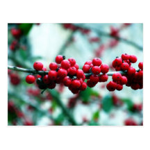 Berries Post Card
