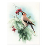 Berries To Eat Post Card