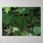 Berry-Bandit 2 Print
