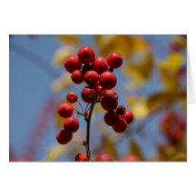 Berry Bouquet Greeting Cards