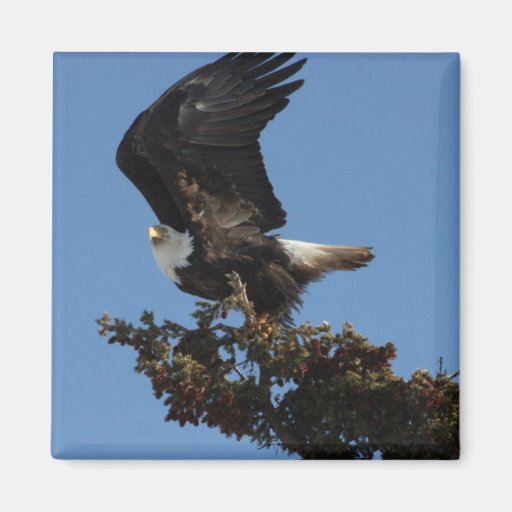 BERTF Bald Eagle Ready to Flee Magnets