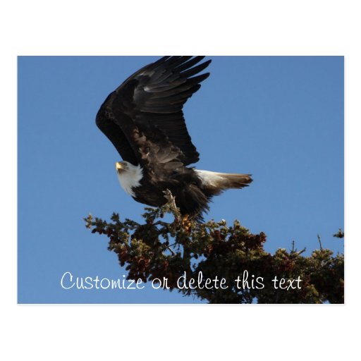 BERTF Bald Eagle Ready to Flee Postcards
