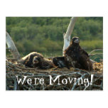 BES Bald Eagle Siblings Postcard
