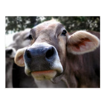 Bessy Says Hi Greeting Card Postcard