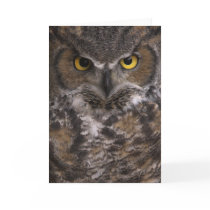 Best Bib and Tucker Greeting Card