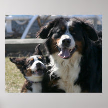 Best Friends Bernese Poster